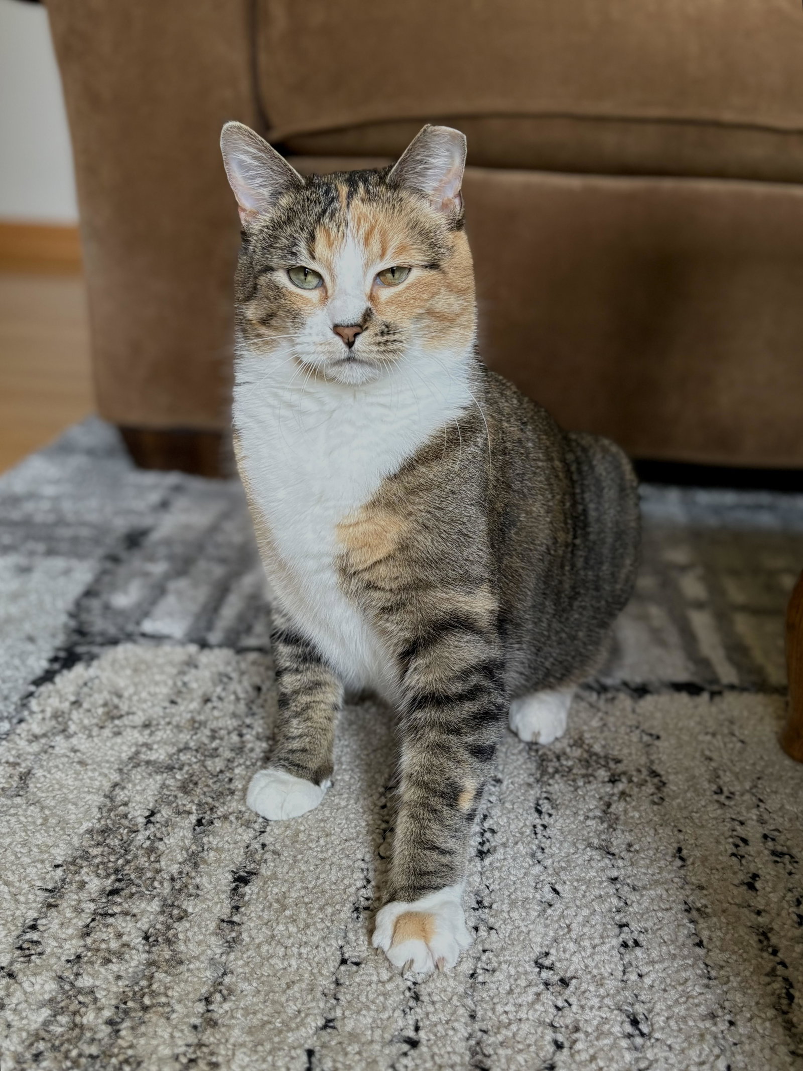 Mama ⭐️  (Fully Sponsored Adoption Fee) Image