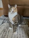 Mama ⭐️  (Fully Sponsored Adoption Fee) - Photo 1