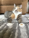 Mama ⭐️  (Fully Sponsored Adoption Fee) - Photo 2