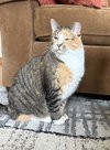 Mama ⭐️  (Fully Sponsored Adoption Fee) - Photo 3
