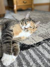 Mama ⭐️  (Fully Sponsored Adoption Fee) - Photo 4