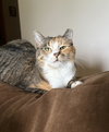 Mama ⭐️  (Fully Sponsored Adoption Fee) - Photo 5