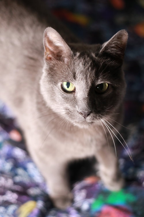 VELMA ⭐️ - Domestic Short Hair / Russian Blue available for adoption