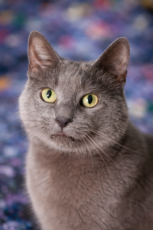 VELMA ⭐️ - Domestic Short Hair / Russian Blue available for adoption
