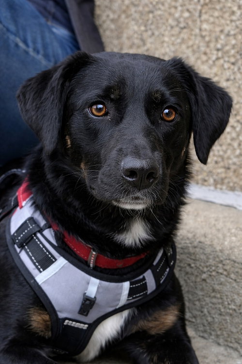 Parfait, an adoptable Flat-coated Retriever in Mankato, MN