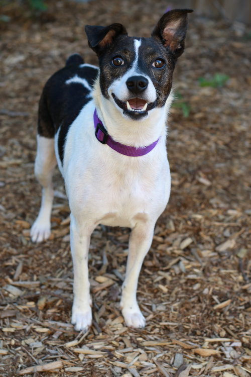 LUCIE - Feist available for adoption