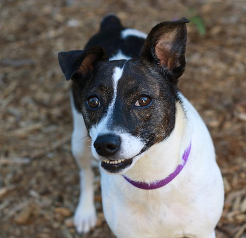 LUCIE - Feist available for adoption