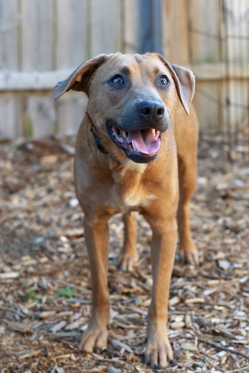 NATZ ⭐️ - Collie / Labrador Retriever available for adoption
