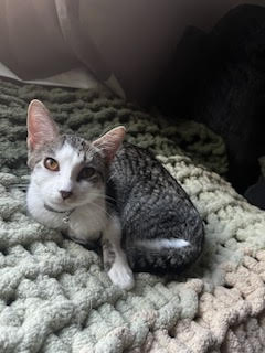 CHAI ⭐️ - Domestic Short Hair / Tabby available for adoption