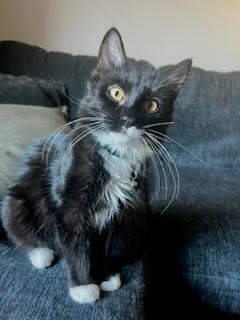 JETT ⭐️ - Domestic Medium Hair available for adoption