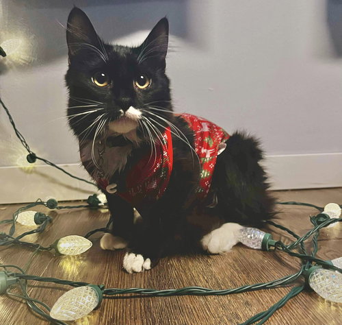 JETT ⭐️ - Domestic Medium Hair available for adoption