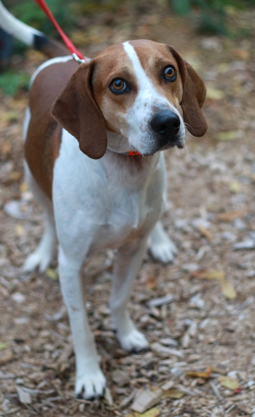 CHANCE ⭐️ - Beagle / Hound available for adoption