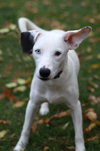 Stella Jane - Photo 3