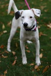 Stella Jane - Photo 5