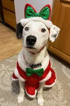 Stella Jane - Photo 2