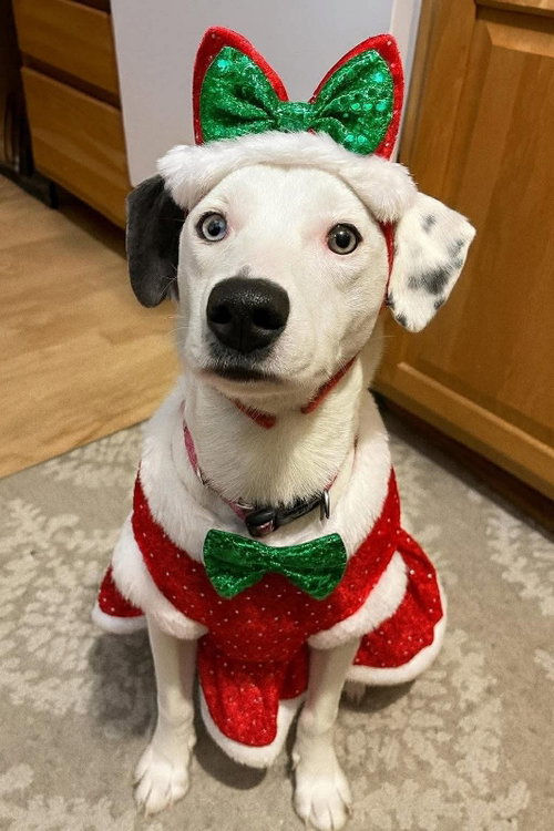 STELLA JANE - Jack Russell Terrier / Collie available for adoption