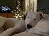 Stella Jane - Photo 11