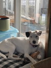 Stella Jane - Photo 12