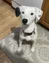 Stella Jane - Photo 14