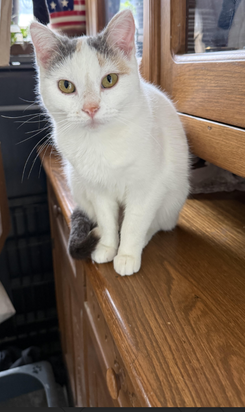 Gracie ⭐️1/2 Off Adoption Fee