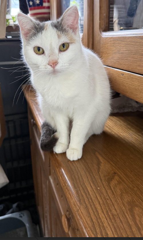 Gracie, Adult Dilute Calico / Tabby / Mixed (short coat), cat for adoption in Shakopee, Minnesota