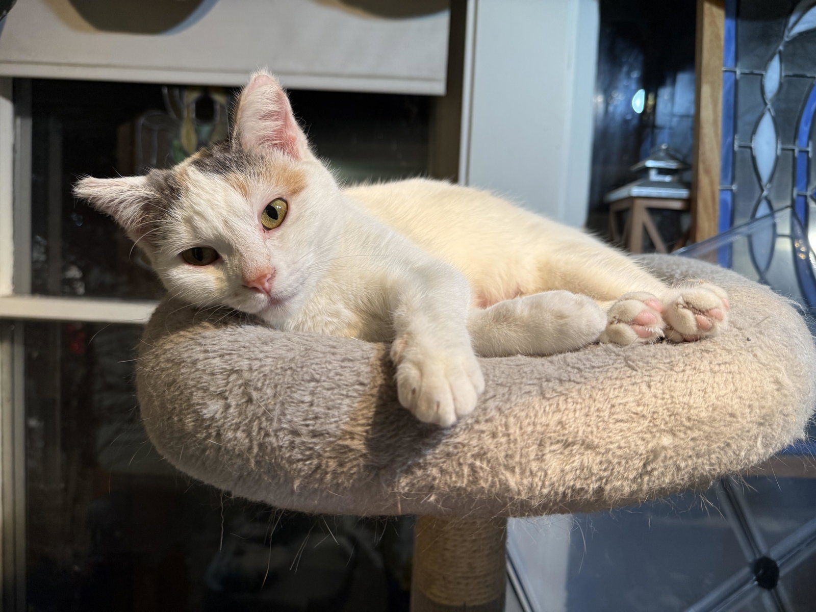 Gracie ⭐️1/2 Off Adoption Fee, photo 2