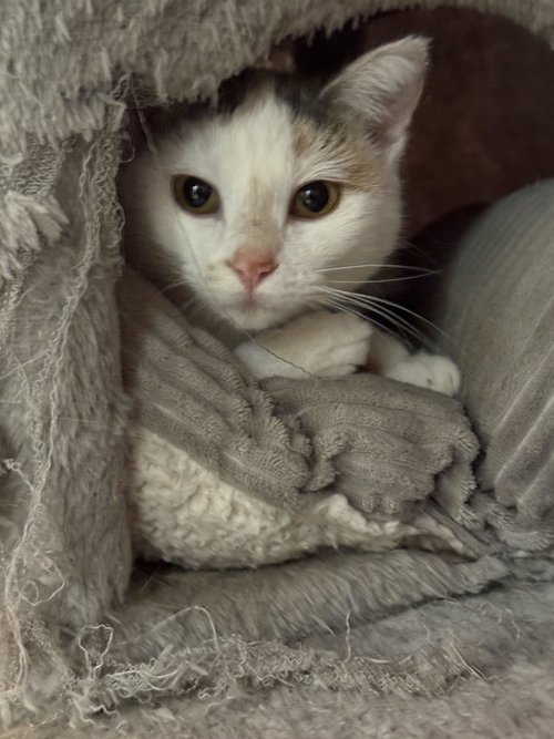 Photo 3 of Gracie ⭐️1/2 Off Adoption Fee