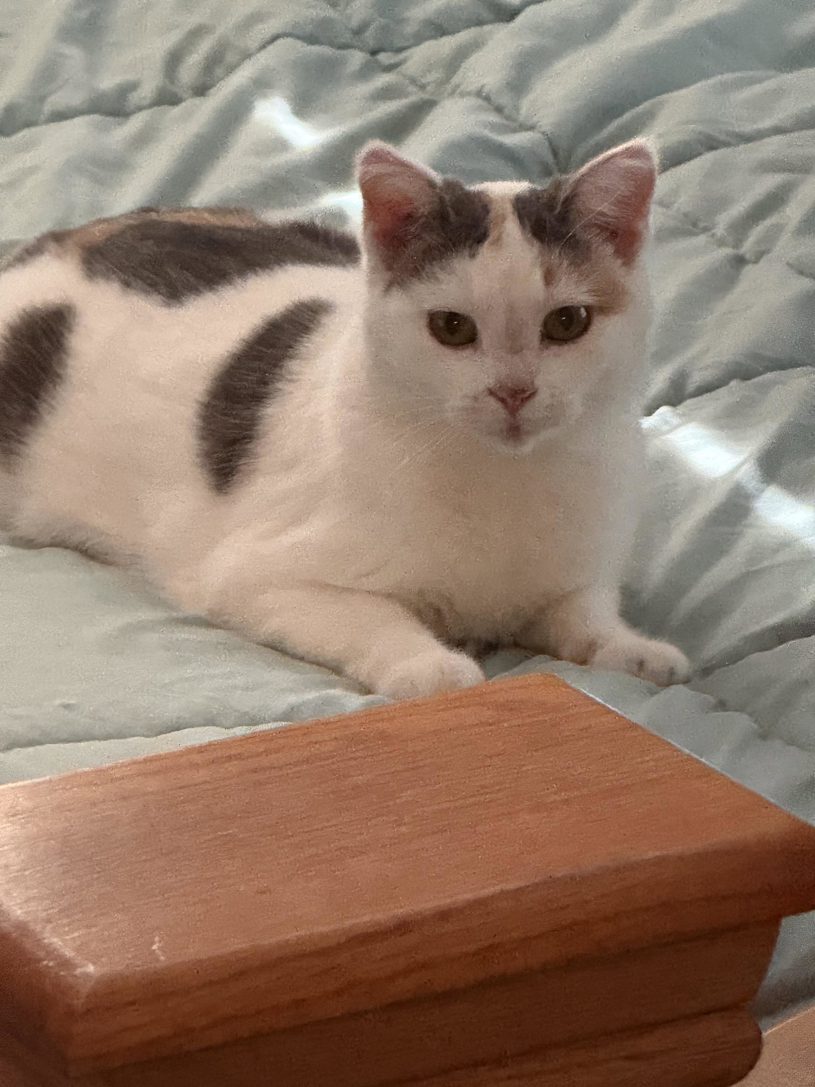 Gracie ⭐️1/2 Off Adoption Fee, photo 5