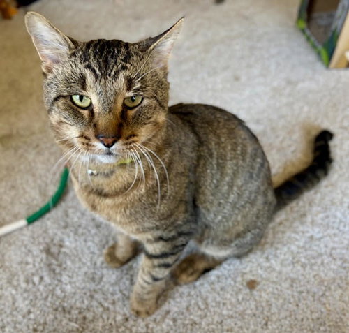 Photo 5 of Tarzan ⭐️ 1/2 Off Adoption Fee