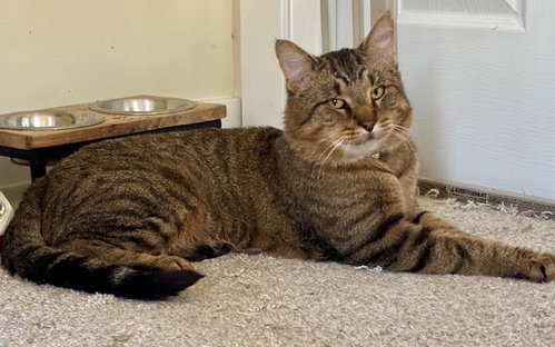 Photo 6 of Tarzan ⭐️ 1/2 Off Adoption Fee