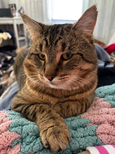 TARZAN - Tabby / Domestic Short Hair available for adoption