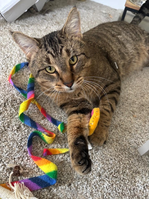 TARZAN - Tabby / Domestic Short Hair available for adoption