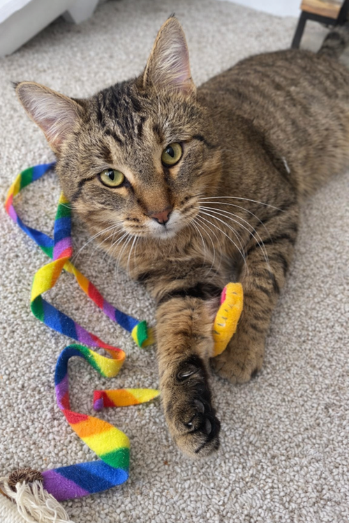 Tarzan, an adoptable Tabby in Mankato, MN
