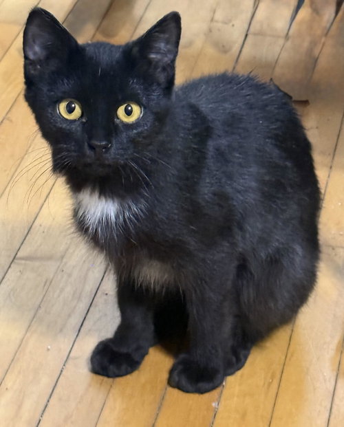 Pandora, Baby Domestic Short Hair (short coat), cat for adoption in Shakopee, Minnesota