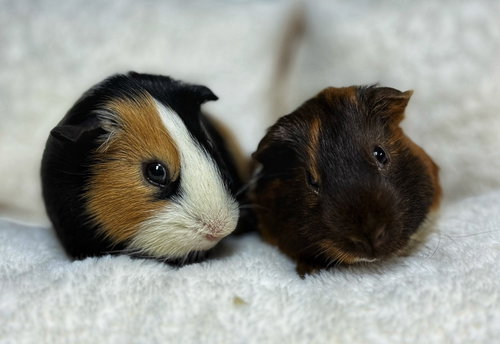 Piggie and Gerald ⭐️