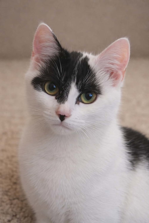 Dale, Baby Domestic Short Hair (short coat), cat for adoption in Shakopee, Minnesota