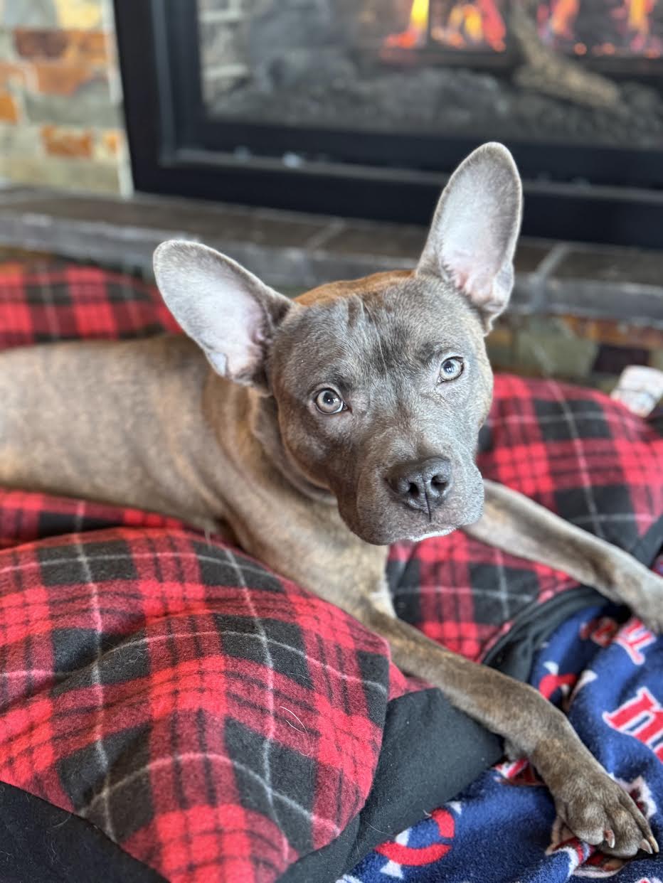 Rocko Image