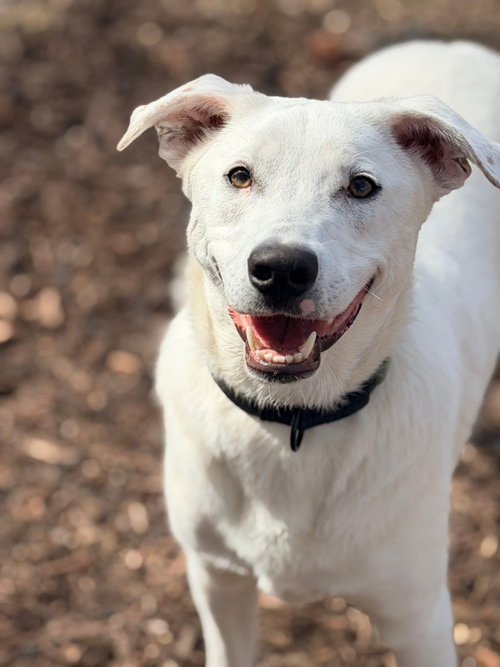 Apollo, an adoptable Terrier in Mankato, MN
