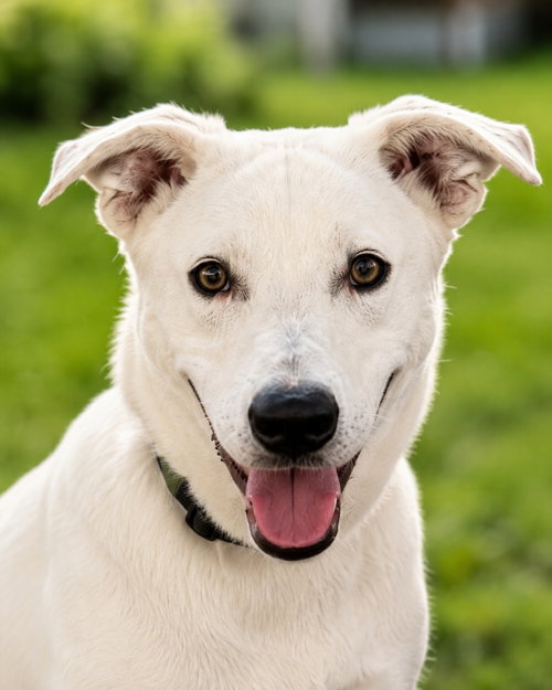 Apollo, an adoptable Terrier in Mankato, MN
