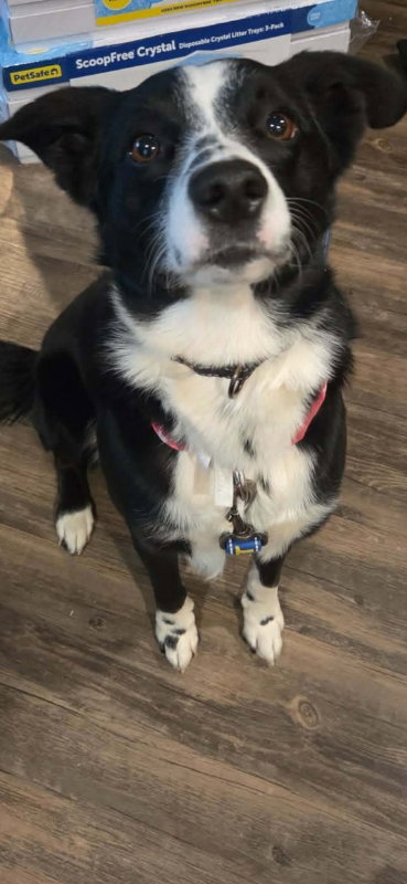 KIP - Border Collie available for adoption