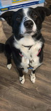 Kip - Photo 2