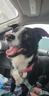 Kip - Photo 3