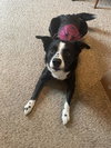 Kip - Photo 5