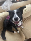 Kip - Photo 7