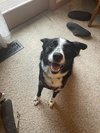 Kip - Photo 8