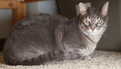 Casper, Adult Tabby / Domestic Short Hair / Mixed (short coat), cat for adoption in Shakopee, Minnesota