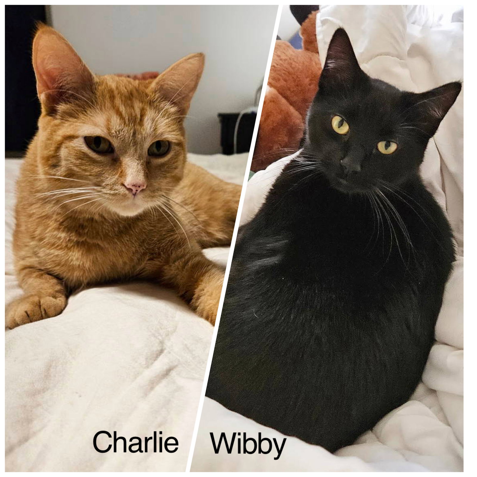 Charlie & Wibby ( Bonded Pair ) Image