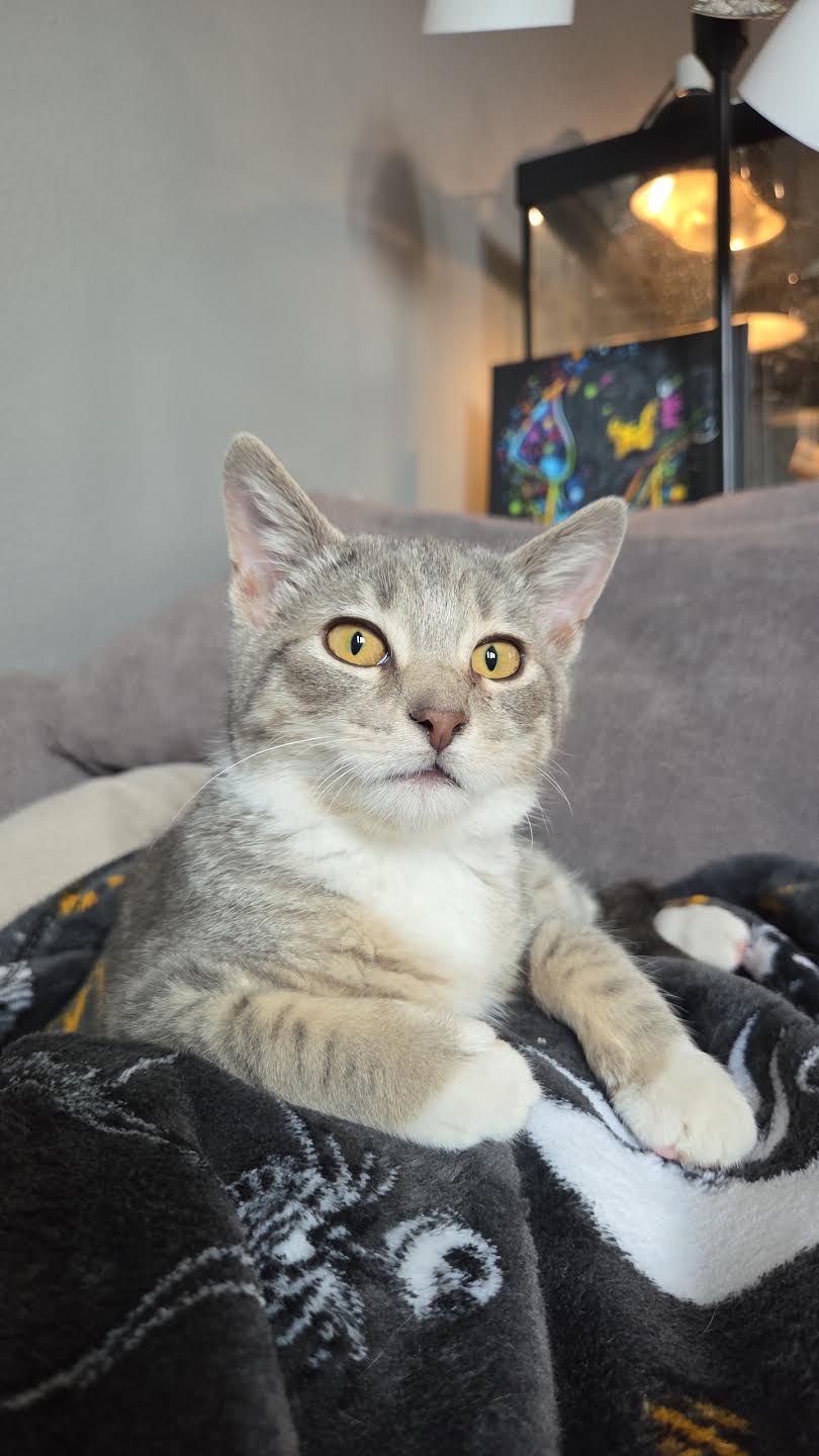 Finnegan Image