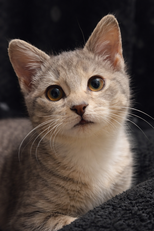 Finnegan, an adoptable Domestic Short Hair in Mankato, MN