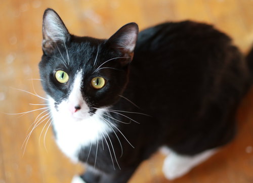Dusty, Young Tuxedo / Domestic Short Hair / Mixed (short coat), cat for adoption in Shakopee, Minnesota
